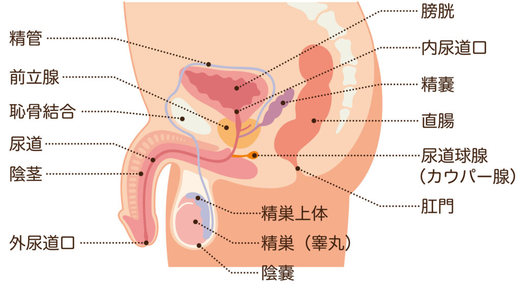 尿道炎のイラスト