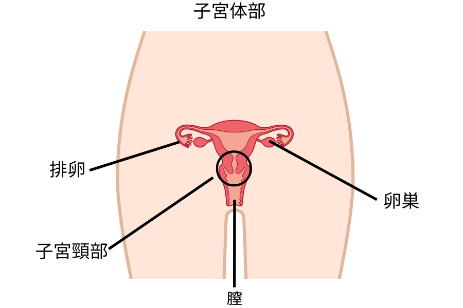 HPVと子宮頸がんについて