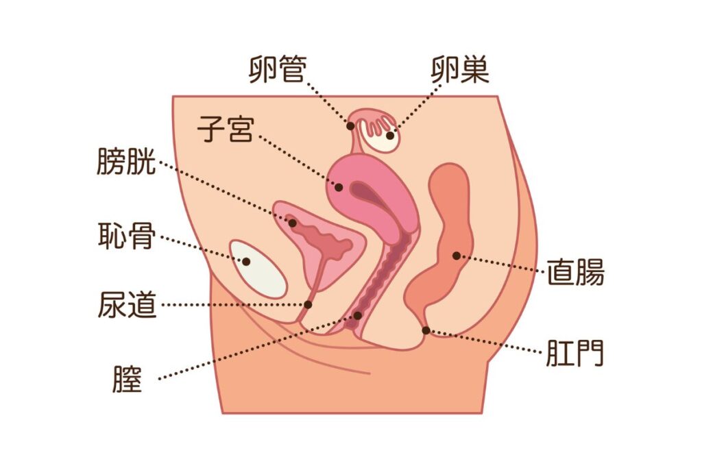 女性のトリコモナス