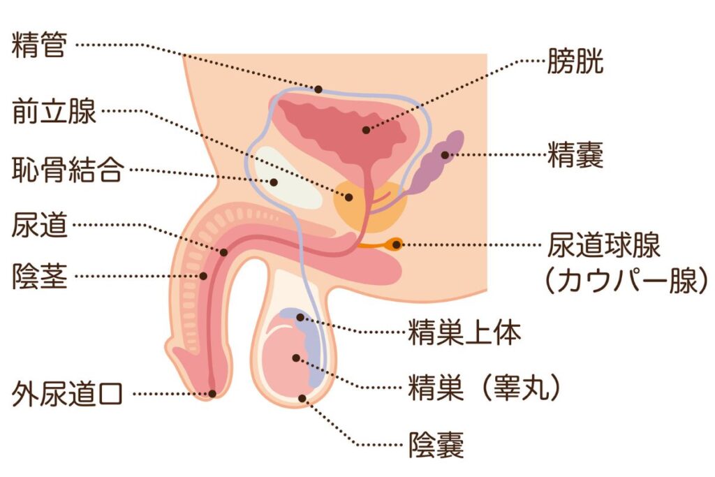 男性器